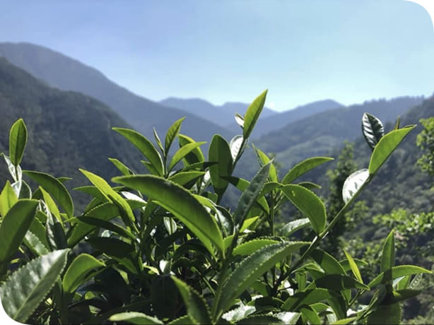 中興製茶廠專業生產製造阿里山珠露-高山茶